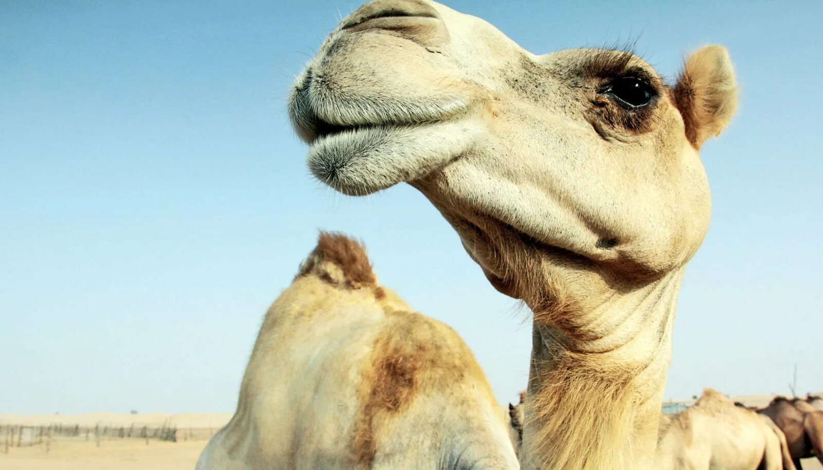 лошадь взглянув на верблюда