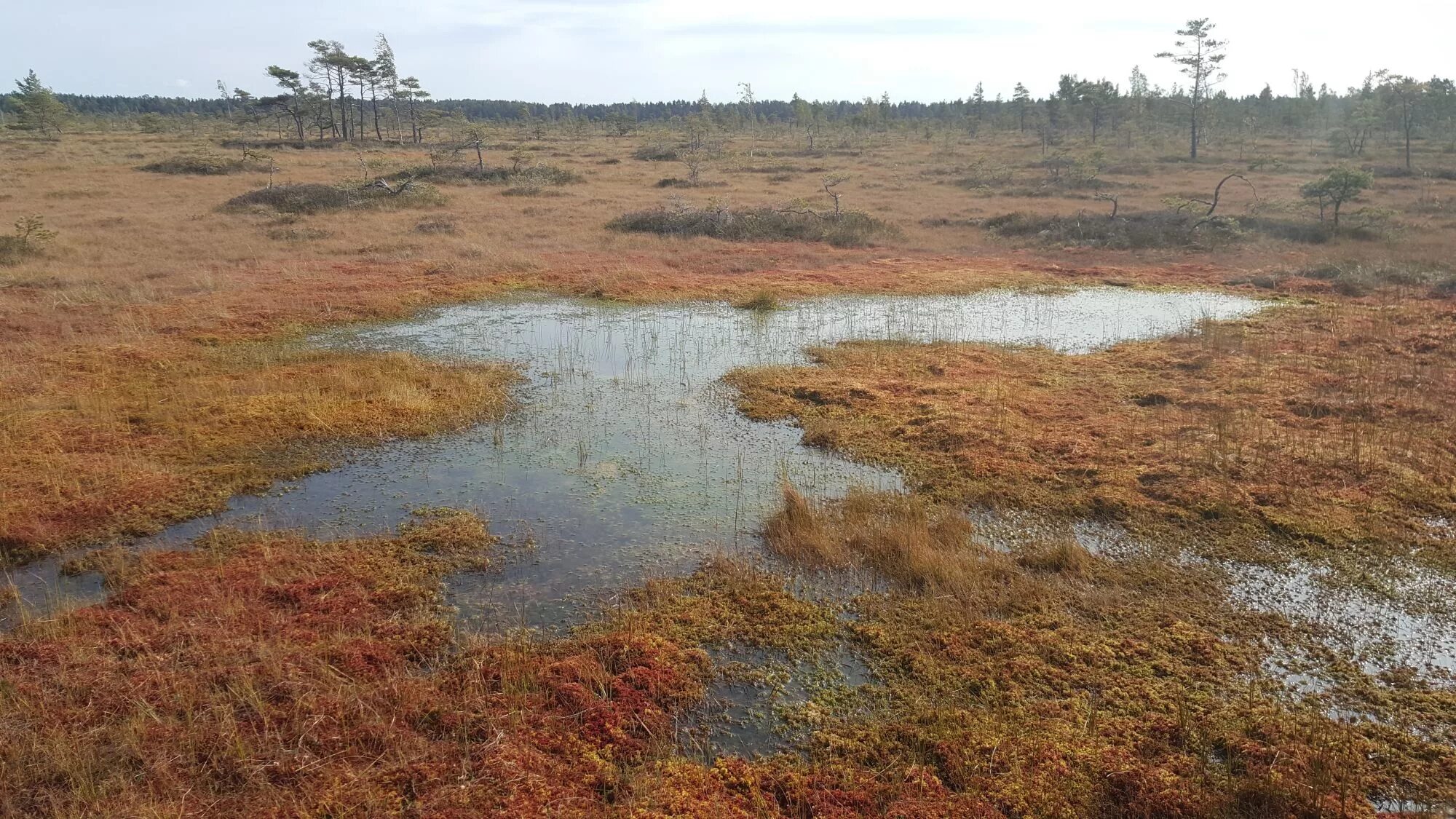 пустыня сахара зыбучие пески. осушительная мелиорация. болото песчаное. заболоченная пустыня. болота полистовского заповедника.
