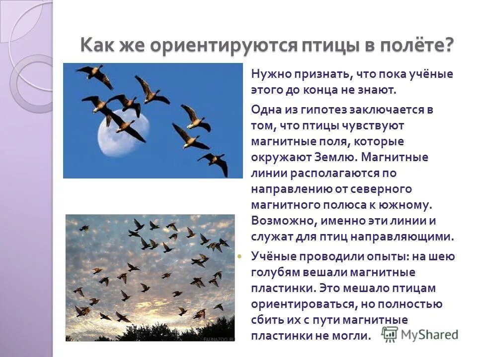 Сигналом к перелету