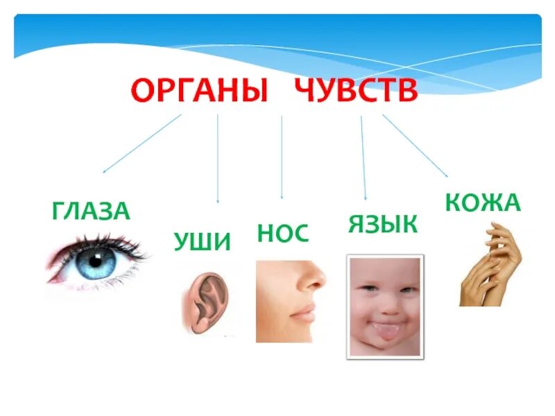 Глаза уши нос руки. Органы чувств. Презентация на тему органы чувств. Органы чувств для дошкольников. Органы чувств рисунок.