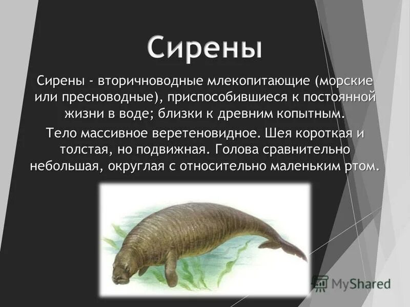 стегоцефалы и ихтиозавры. тритоны первичноводные или вторичноводные. тритоны первичноводные или вторичноводные. первично и вторичноводные. тритоны первичноводные или вторичноводные.