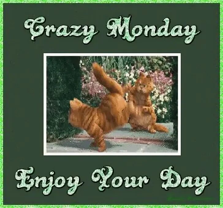 Up it s monday. Monday. monday is. crazy monday. monday, monday, lts a fun day.
