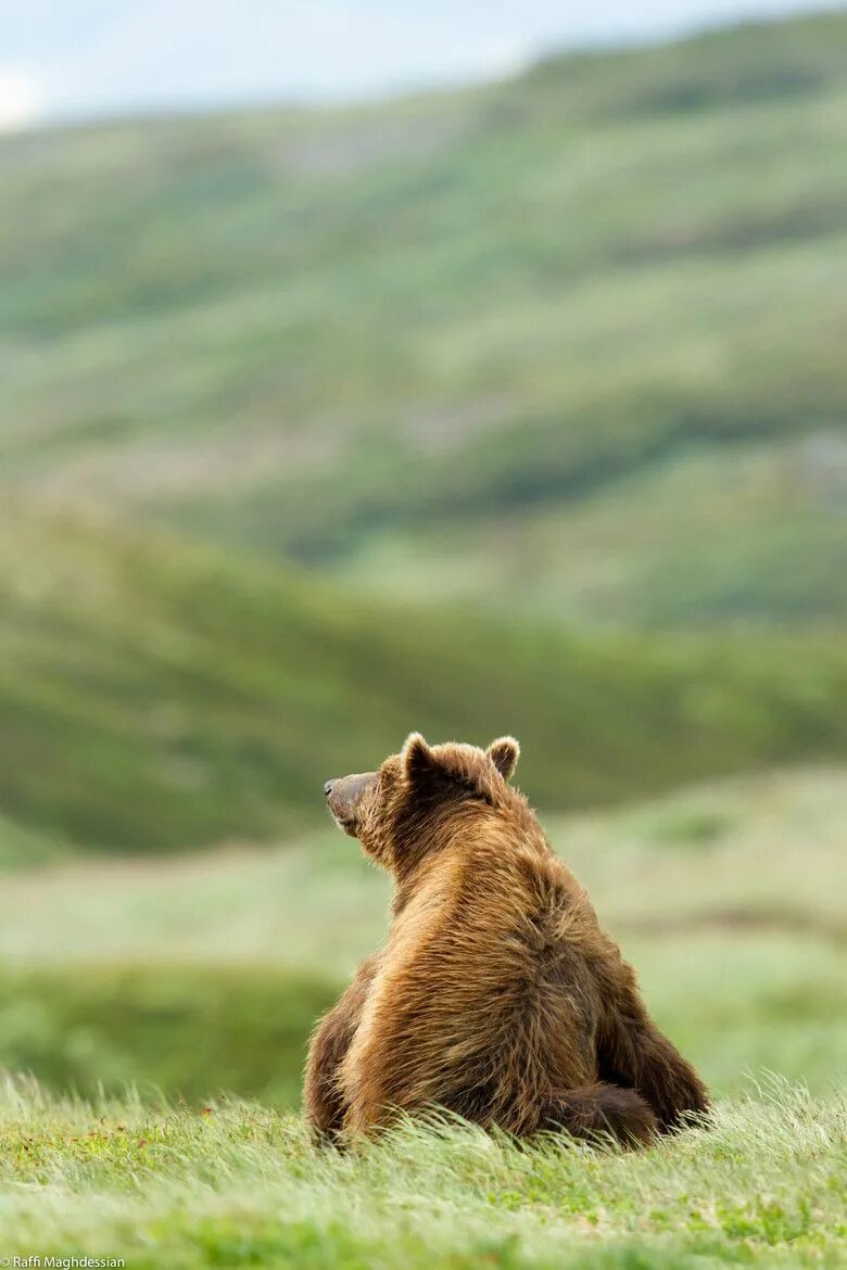 Медведь. Медведь сидит. Медведь со спины. Бурый медведь. Bear to think