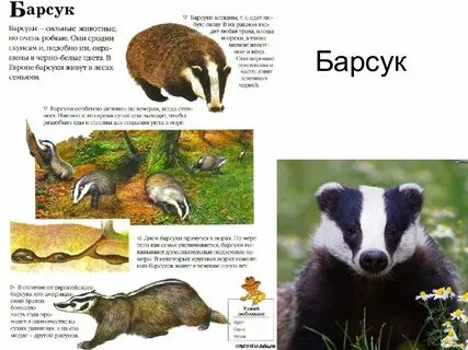 Описание барсука