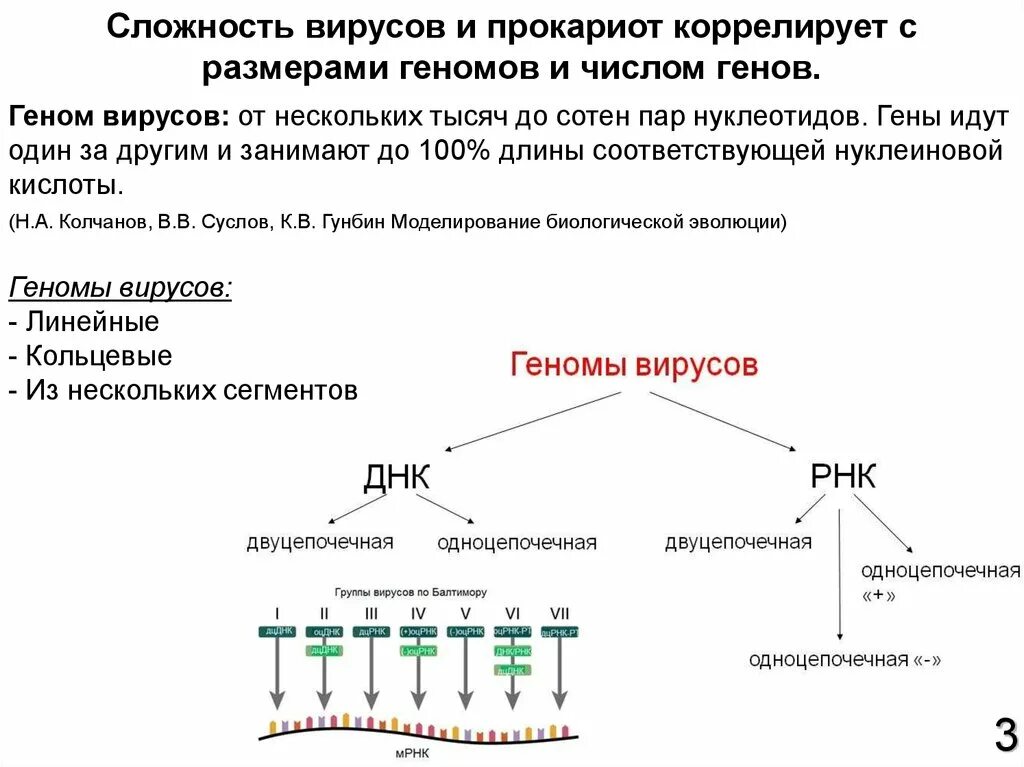 Размеры прокариот