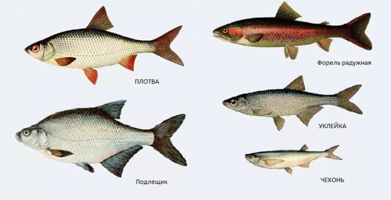 Язь голавль жерех Елец плотва. Плотва, лещ, ряпушка, рипус. Плотва голавль Елец язь красноперка отличия. Чебак язь Елец плотва. Рыбы озер ленинградской области