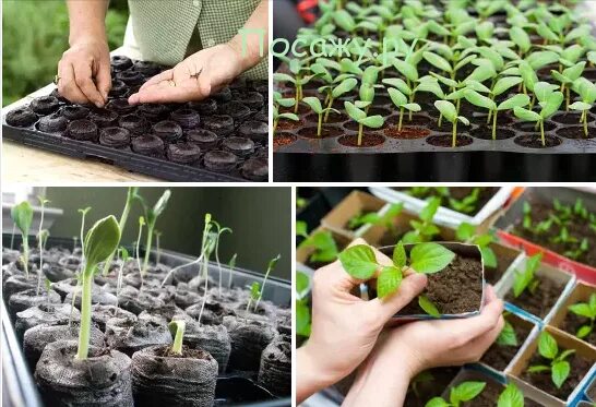 Какие цветы посадить в феврале на рассаду. Цветы на рассаду в феврале. Цветы на рассаду в январе. Какие цветы посадить в феврале на рассаду. Цветы на рассаду в феврале.