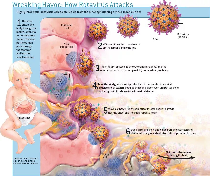 Инфекционные заболевания рвота. Ротавирусная инфекция патогенез схема. Клиника патогенез этиология ротавирусной инфекции. Ротавирусная инфекция у детей патогенез. Ротавирусная инфекция у детей клиника.