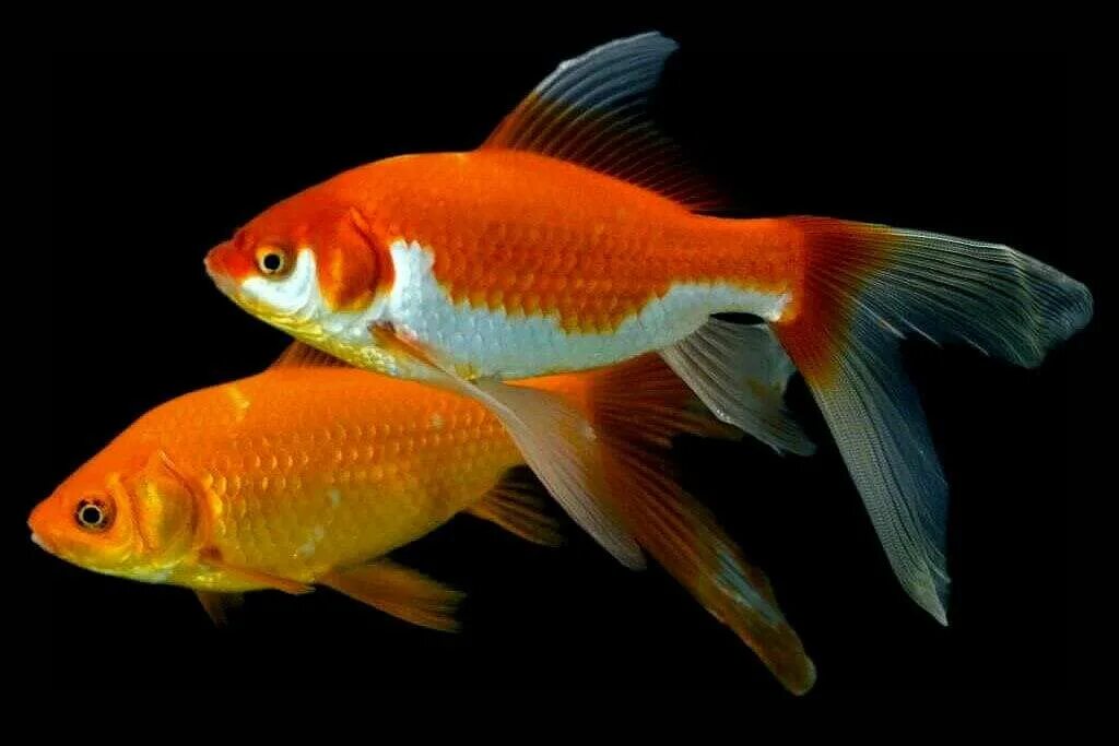 Как отличить рыбок самца от самки. Золотые аквариумные рыбки Комета. Комета вуалехвост рыбка аквариумная. Золотая рыбка Комета самка и самец. Комета красная аквариумная рыбка.