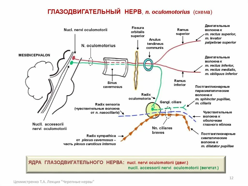 Глазодвигательный нерв неврология схема. Путь глазодвигательного нерва схема. 3 Пара черепных нервов схема. Глазодвигательный нерв ход волокон.