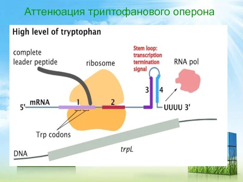 Аттенюация транскрипции. Экономическая мысль древней греции. Аттенюатор оперон. Аттенюация. Аттенюация микробиология.