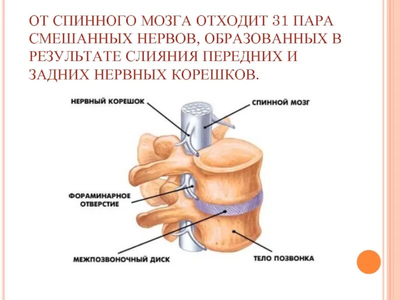 Сколько пар спинномозговых нервов отходят. Смешанный нерв. Смешанные нервы спинного мозга. Смешанный спинномозговой нерв. Смешанные нервы образованы.