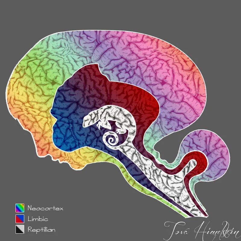Рептильный мозг лимбический мозг и неокортекс. Мозг рептилии мозг млекопитающего неокортекс. Рептилия неокортекс. Строение мозга рептильный. Рептильный мозг неокортекс