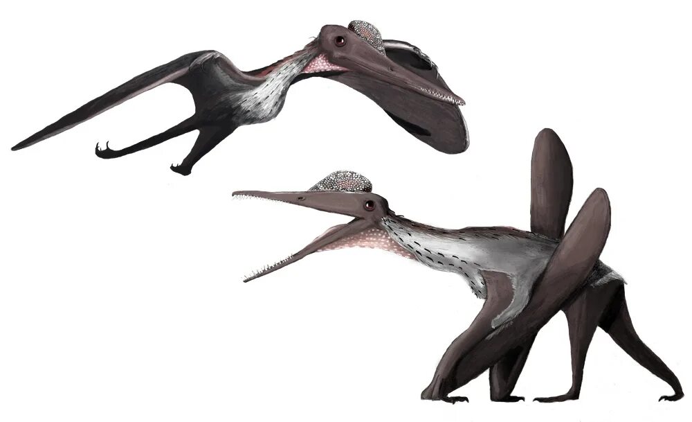 Птеродактиль класс. Pterodactylus antiquus. шайни птеранодон. волгодрако птерозавр. кювье птеродактиль.
