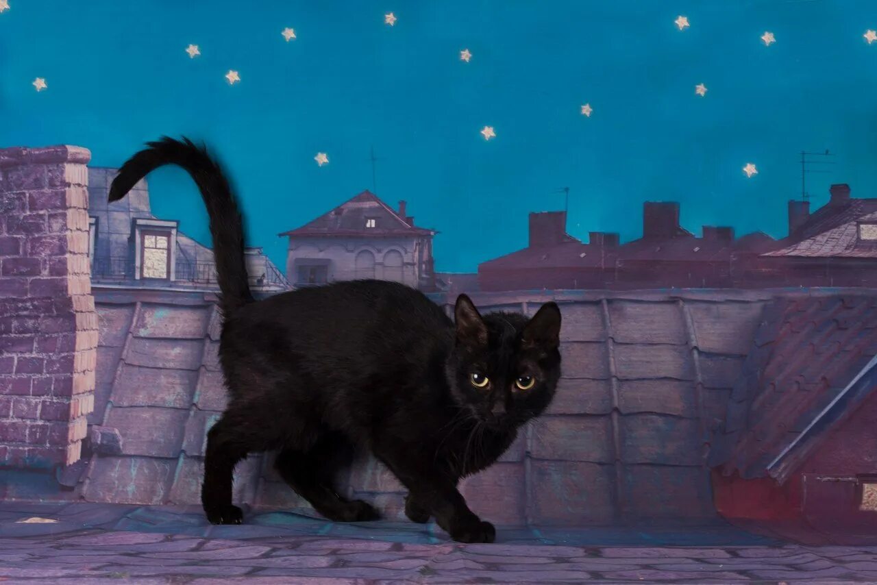 Кошка гуляет ночью. Черный кот на крыше. Чёрная кошка в ночном городе. Город кошек. Кошка ночью.