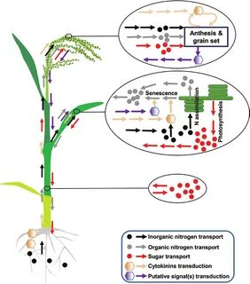 Plant biology