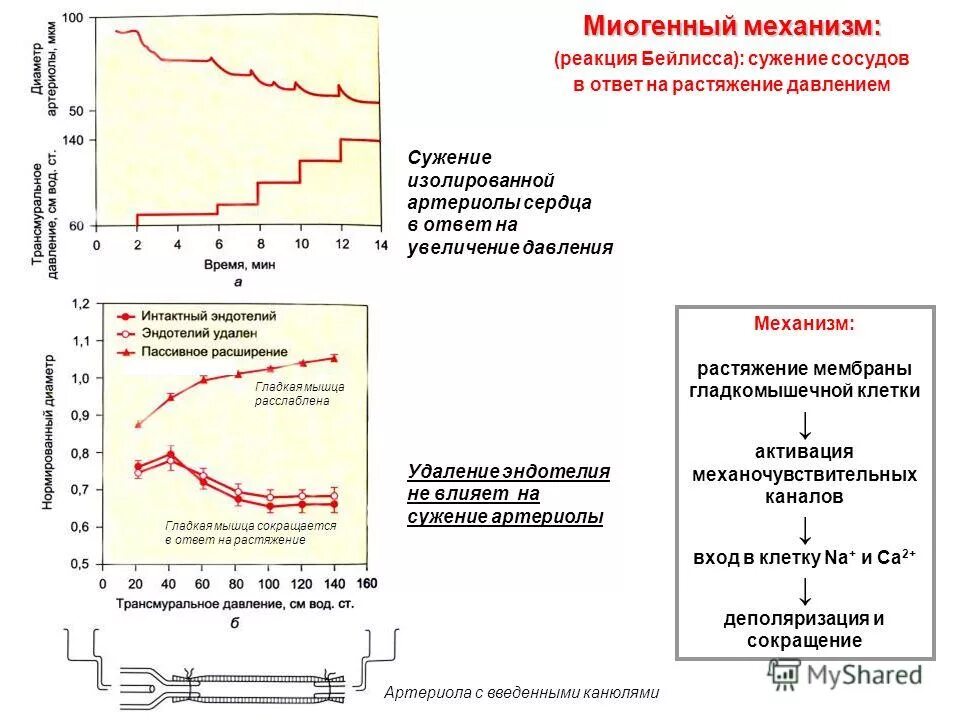 Миогенный механизм регуляции сужения сосудов. Миогенная регуляция почечного кровотока. Сужение сосудов давление. При повышении давления сосуды. Сужение сосудов повышение давления