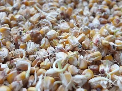 Прорастание семени кукурузы