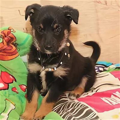 лохматые судьбы приют для животных. приют лохматые судьбы хотьково. машкинский приют для собак. приют для собак в черноморском. приют для животных.