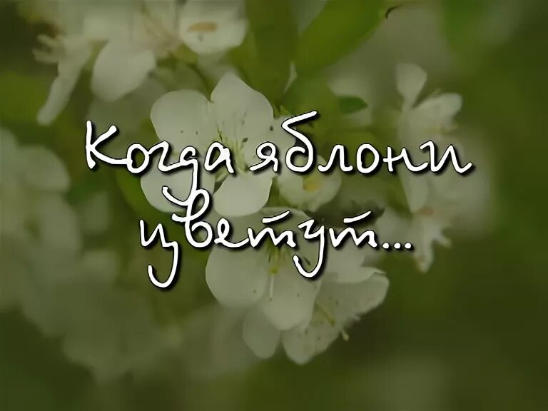 Когда яблони цветут всем девчонкам нравится песня. Ляпис яблони. когда яблони цветут ляпис. ляпис трубецкой яблони цветут. трубецкой яблони.
