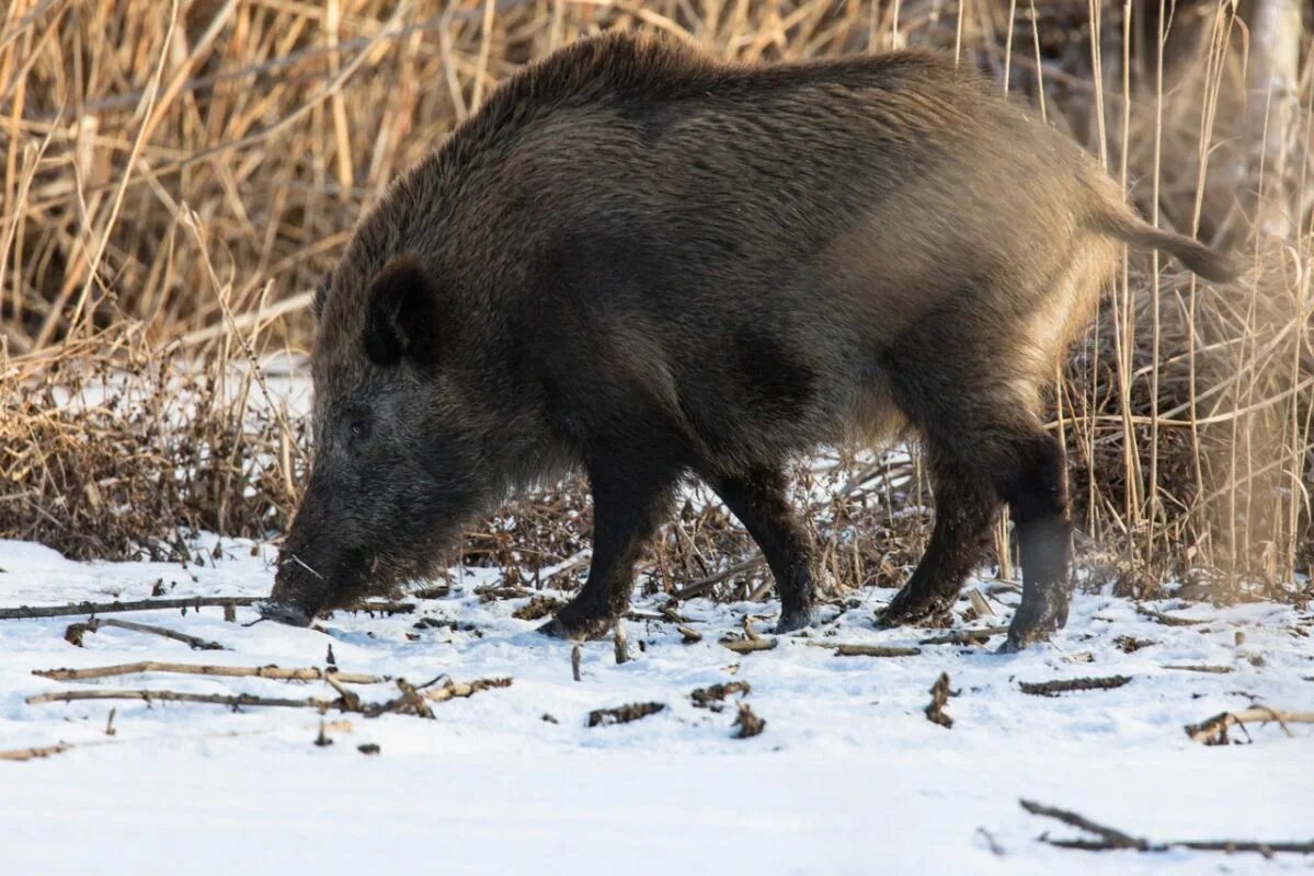 Кабан (sus scrofa l.). Европейский дикий кабан sus scrofa Ferus. Дальневосточный секач.