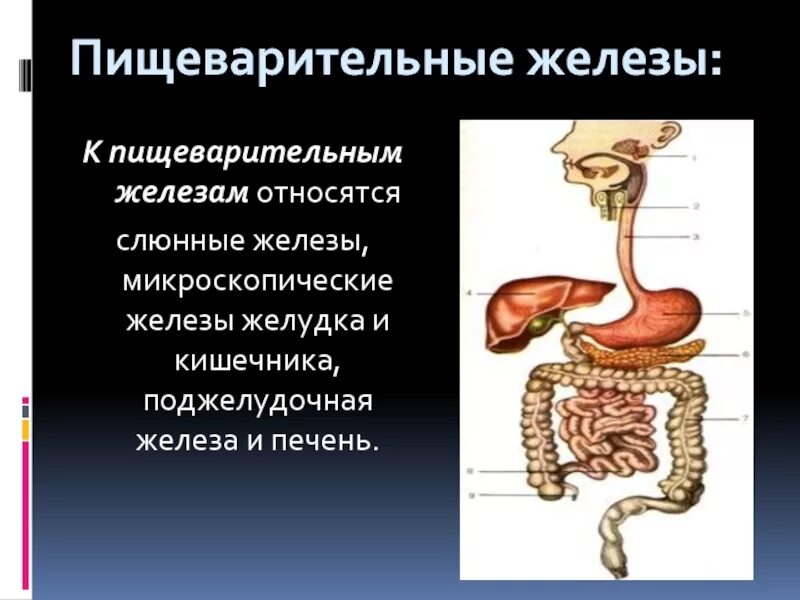 Пищеварительных желез. Пищеварительные железы человека. Строение пищеварительных желез. Пищавари ельные железы.