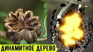 Какие есть опасные деревья
