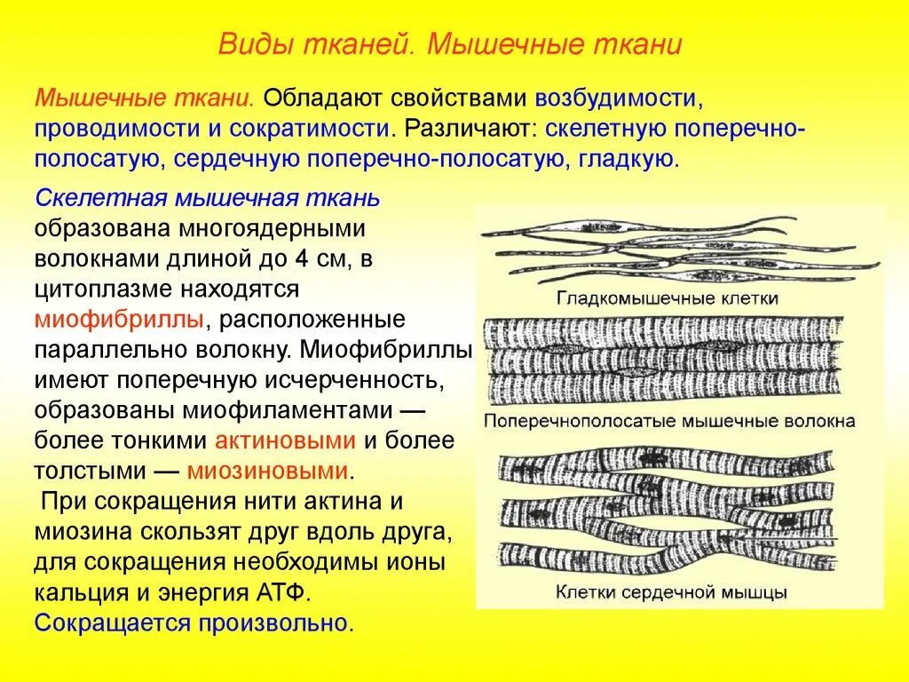 Типы мышечных волокон поперечно полосатой мышечной ткани. Миофибриллы скелетной мышечной ткани. Строение миофибрилл поперечно полосатой мышечной ткани. Клетки скелетной поперечно-полосатой мышечной ткани. Клетки б укорачивание