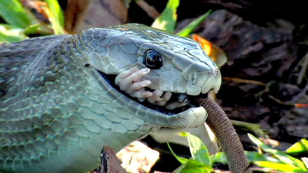 Greg bakirtzis mamba. Змея Кобра Королевская. Чёрная мамба Dendroaspis polylepis. Королевская Кобра против черной мамбы. Королевская Кобра черная змея.