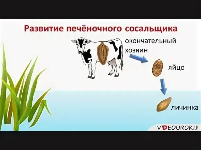 Окончательный хозяин печеночного