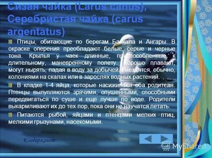 Рассказ под чаек