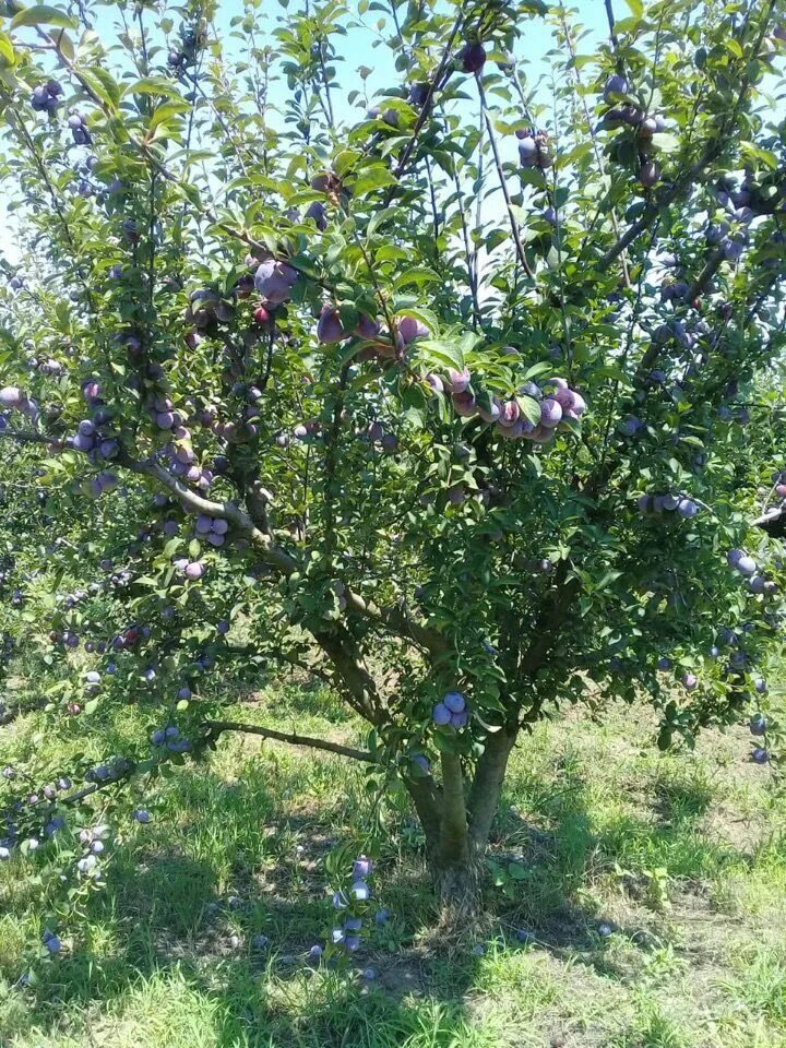 Кабардинская ранняя. Слива сорт Кабардинка. Слива Кабардинская ранняя. Слива Кабардинка ранняя.