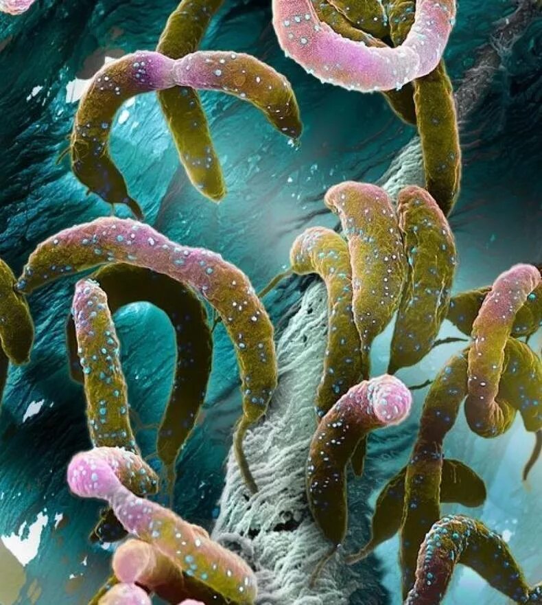Микробио. Caulobacter crescentus. Бактерии. Микроорганизмы. Красивые микроорганизмы.