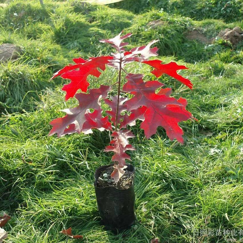 Дуб красный Quercus rubra. Дуб краснолистный. Клен бонсай краснолистный. Дуб красный сеянец. Красно черешчатый дуб