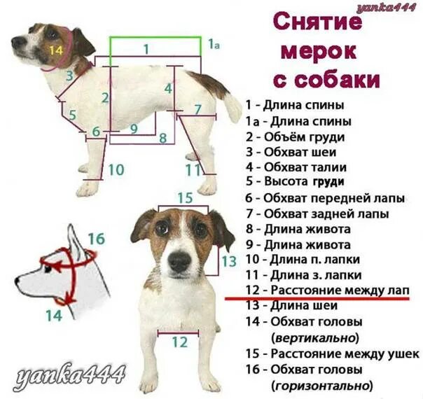 Как измерить собаку для одежды. Как измерить собаку для одежды