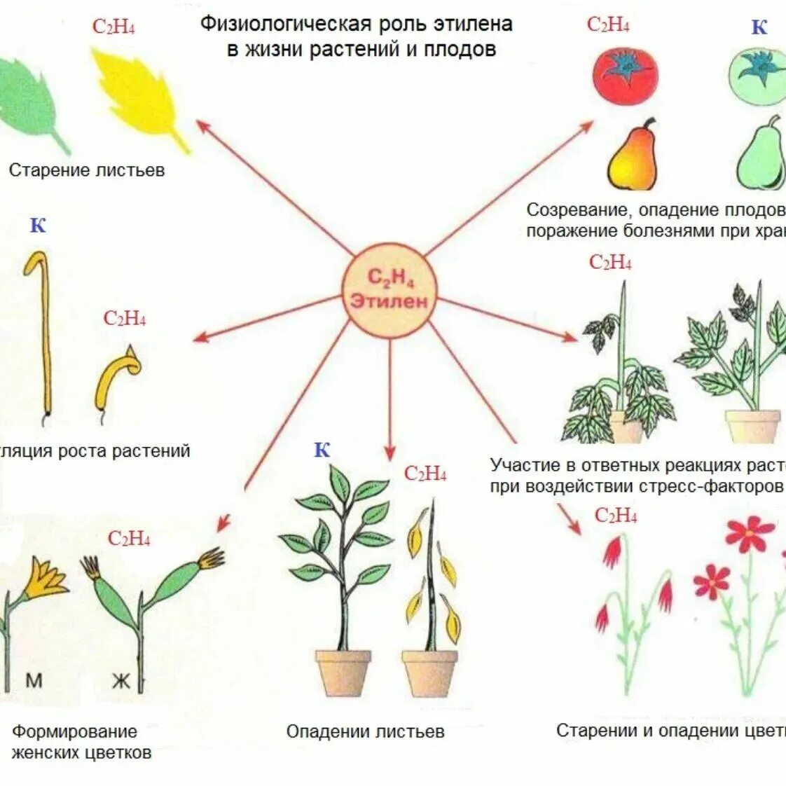Действие фитогормонов на растение. Этилен фитогормон. Влияние этилена на растения. Этилен гормон роста. Этилен фитогормон функции.