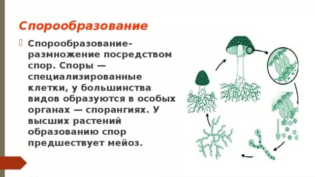 Схема спорообразования у растений. Образование спор - бесполое размножение грибов.. Схема спорообразования грибов. Спорообразование размножение рисунок. Размножение путем спор