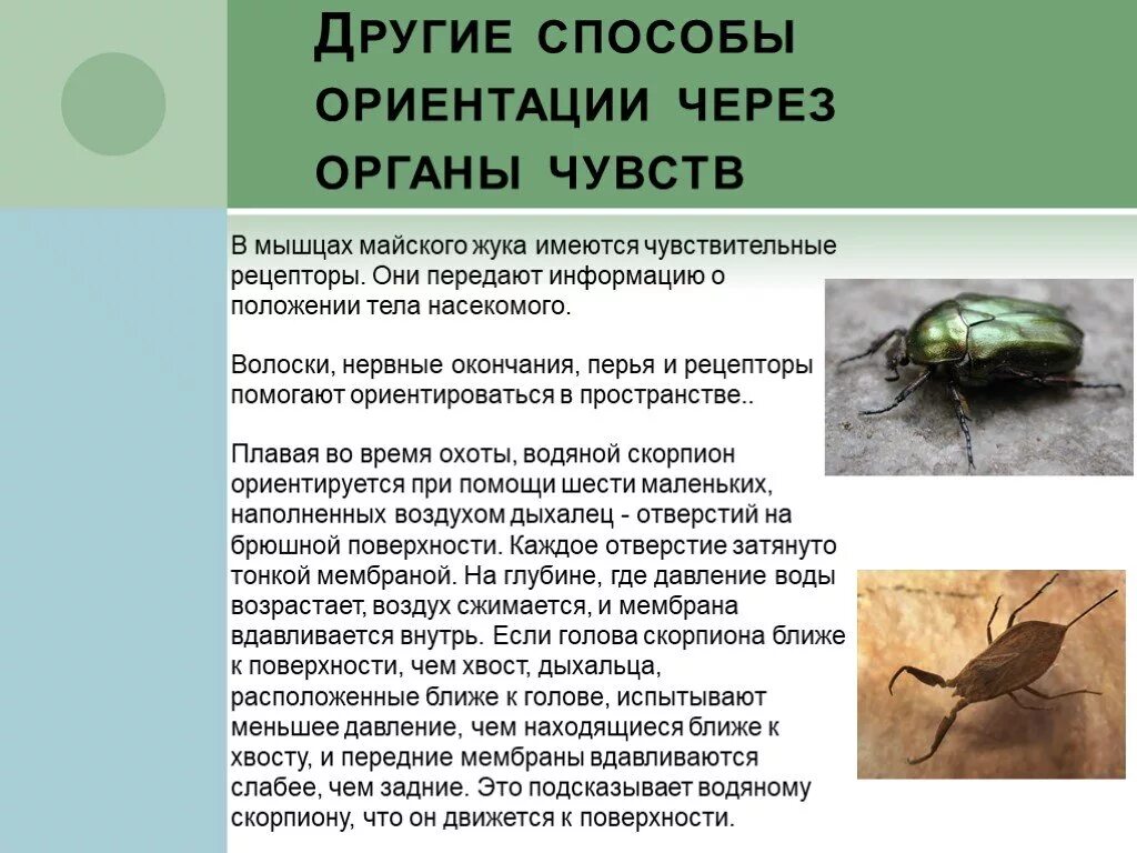 Какие органы чувств животных. Органы чувств жука. как животные ориентируются в окружающей среде. rfr ;bdjnyst jhbtynbhe.ncz d ghjcnhfycndt. органы чувств майского жука.