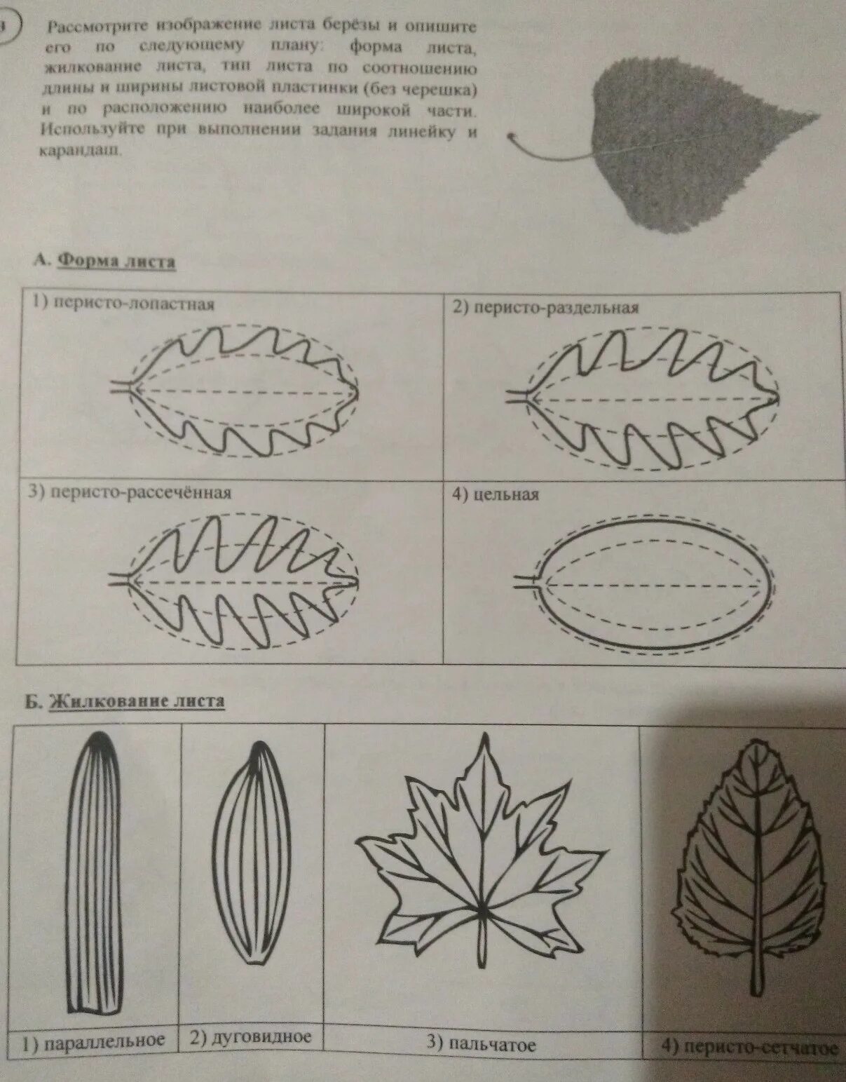Перисто лопастная форма листа. Лист вяза Тип жилкования. Форма листа боярышника перисто лопастная. Жилкование листа ВПР.