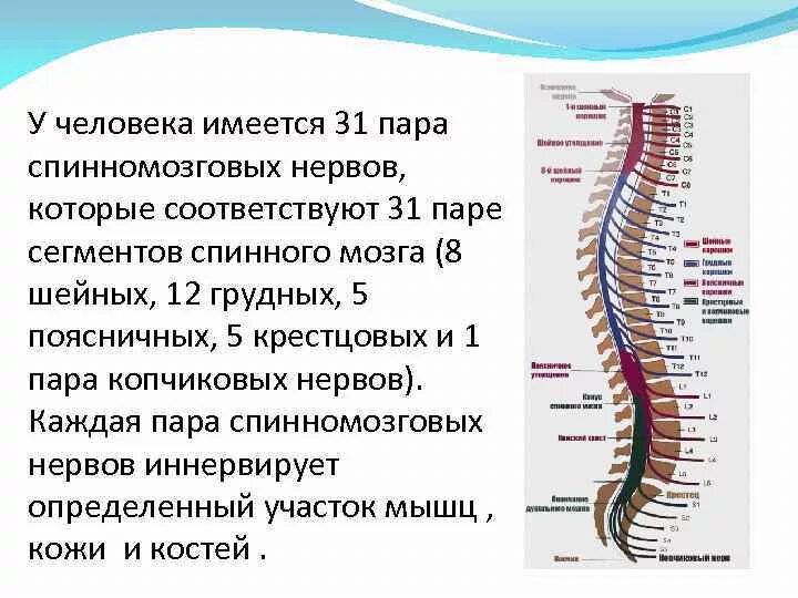 Спинной мозг 31 пара нервов. Спинномозговые нервы анатомия строение. 31 Сегмент спинномозговых нервов. Спинной мозг 31 сегмент пара.