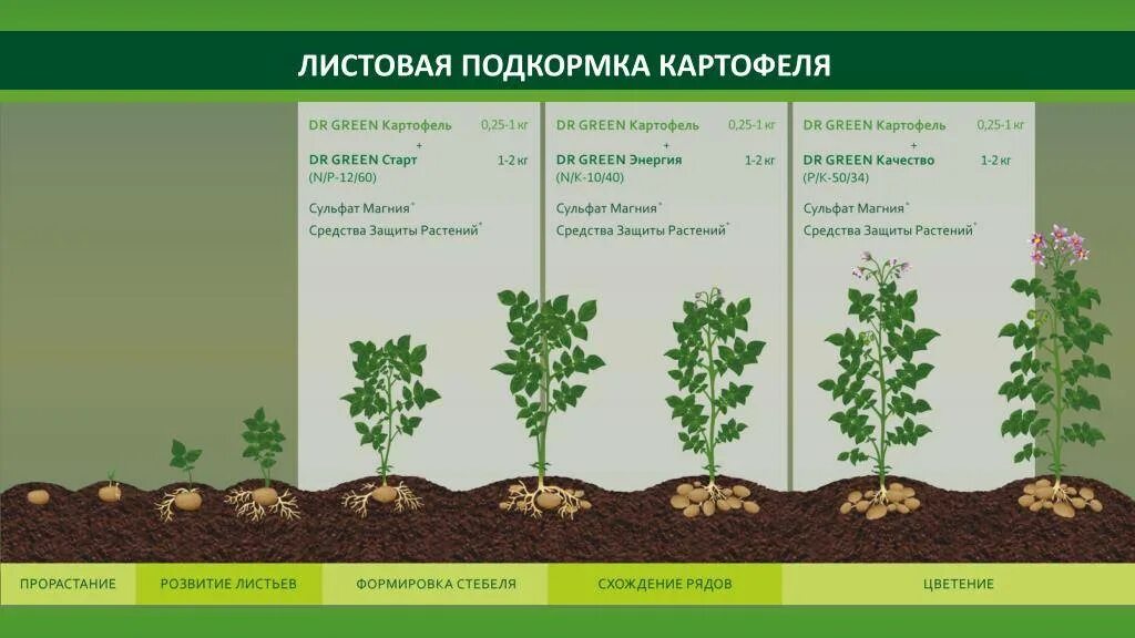 Схема внекорневых подкормок картофеля. Схема удобрения картофеля. Схема внесения Минеральных удобрений при выращивании картофеля. Схема внесения Минеральных удобрений под картофель. Удобрение после пересадки