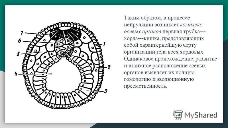 формирование комплекса осевых органов