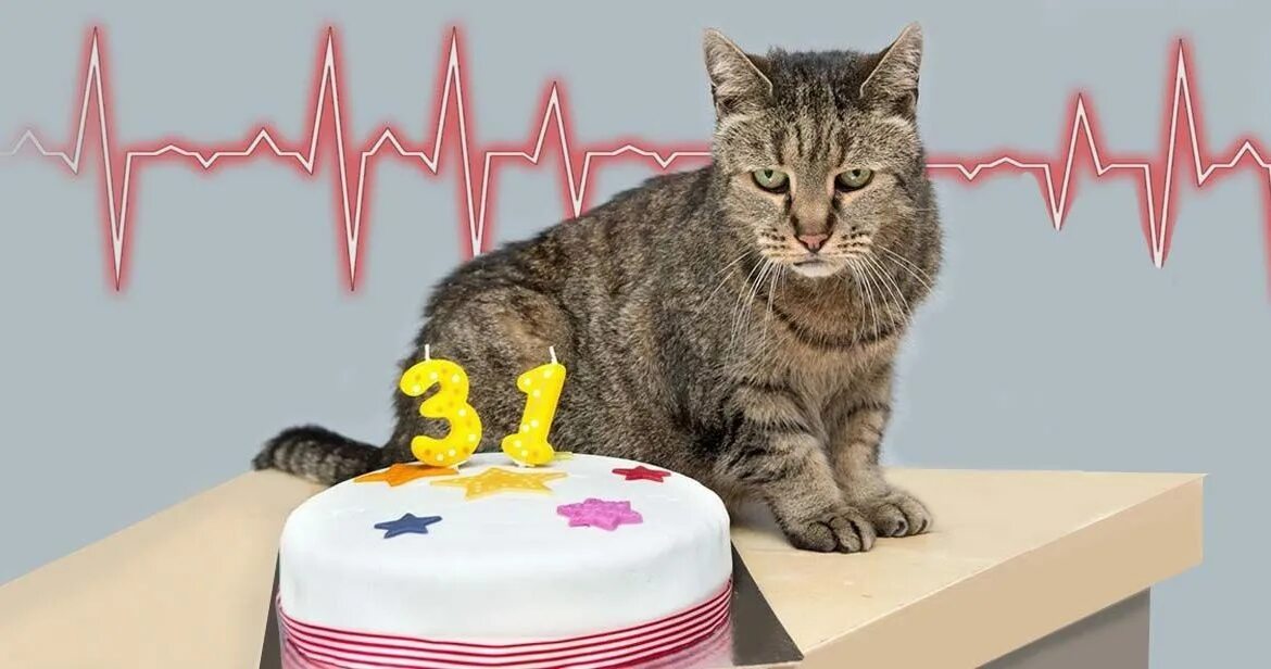 Кот резко перестал есть. Кот резко перестал есть. Почему кот ничего не ест. Кот спит весь день и не ест. Кошка подавилась.