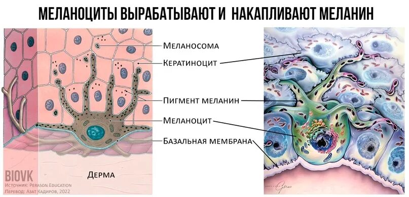 Меланоциты функции. Меланоциты располагаются. меланоциты рисунок.