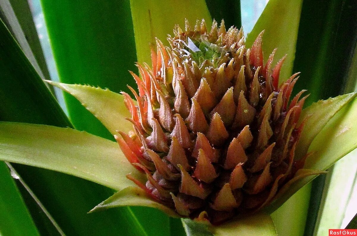 The genus Ananas belongs to the Bromeliad family (Bromeliaceae). It is best know