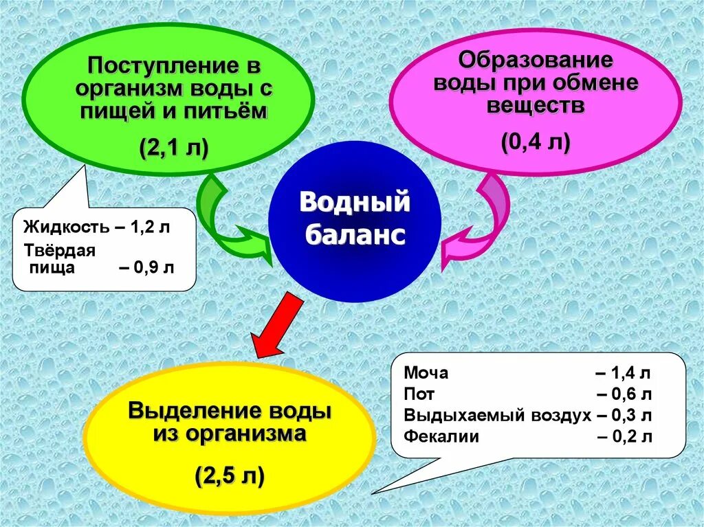 Минеральные вещества вода тест. Водный обмен в организме человека. Водный баланс в организме. Поступление воды в организм человека. Обмен воды в организме схема.