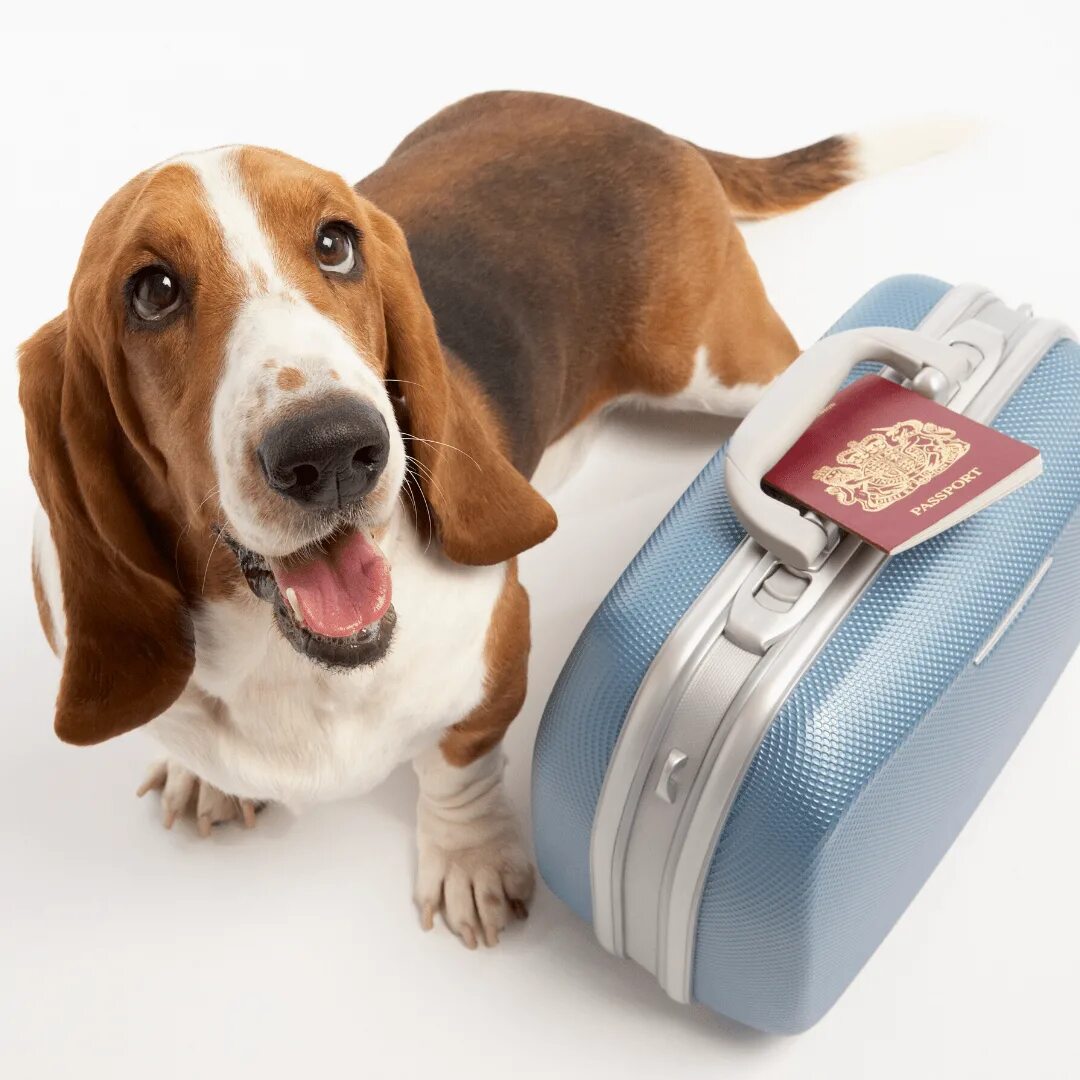 Собака с чемоданом. Животные с чемоданом. Путешествие с домашними животными. Собака и кошка с чемоданом. Выезд собаки за границу