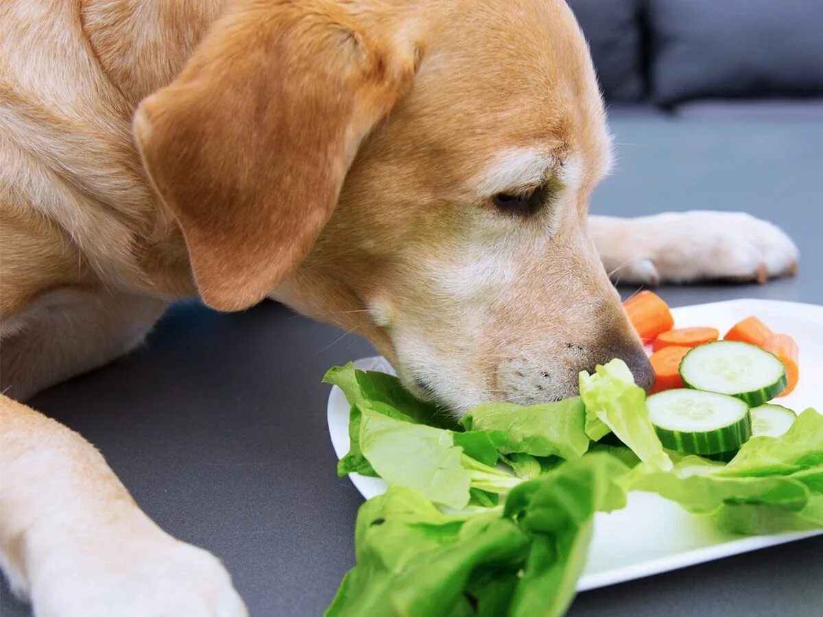 Овощи для щенка. Еда для собак. Собака ест овощи и фрукты. Овощи для собак.