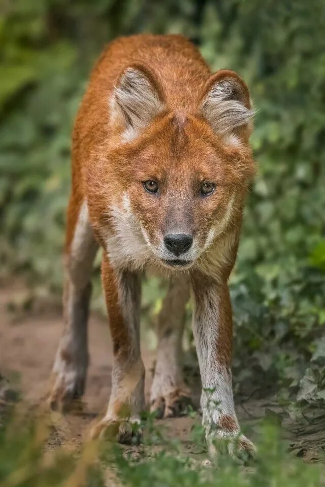 The Beautiful Dhole by PictureByPali on deviantART Dhole, Animals wild, Bizarre 