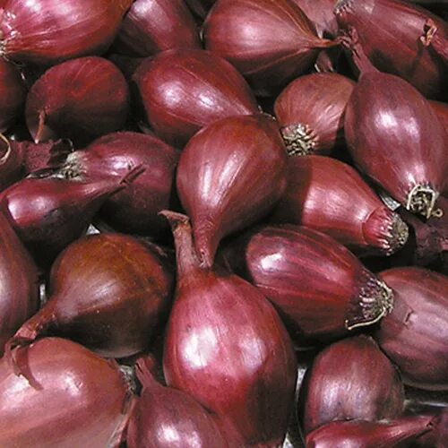 ред барон описание сорта. ред барон описание сорта. лук севок красный ред барон. лук-севок ред барон описание сорта. лук красный барон.